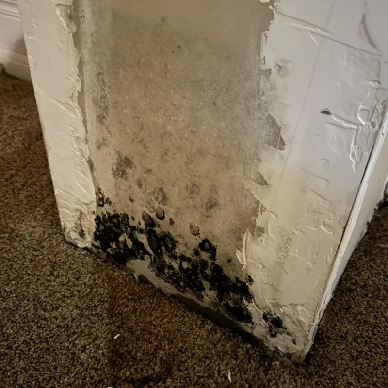 Professional Mold Removal in Capitan, NM